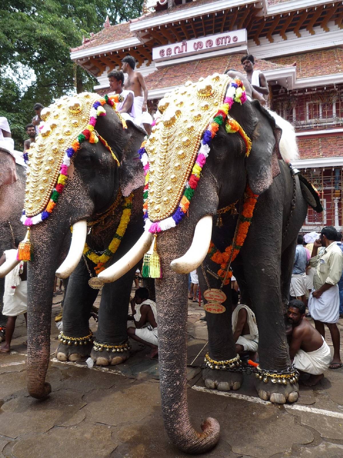 Elephants Dussehra Bro U Blog