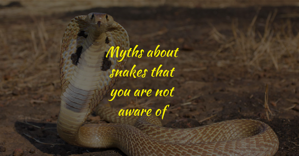 8 Myths About Snakes In India Which Are Believed To Be