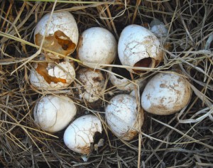 eggs