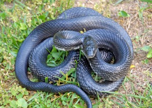 rat snake