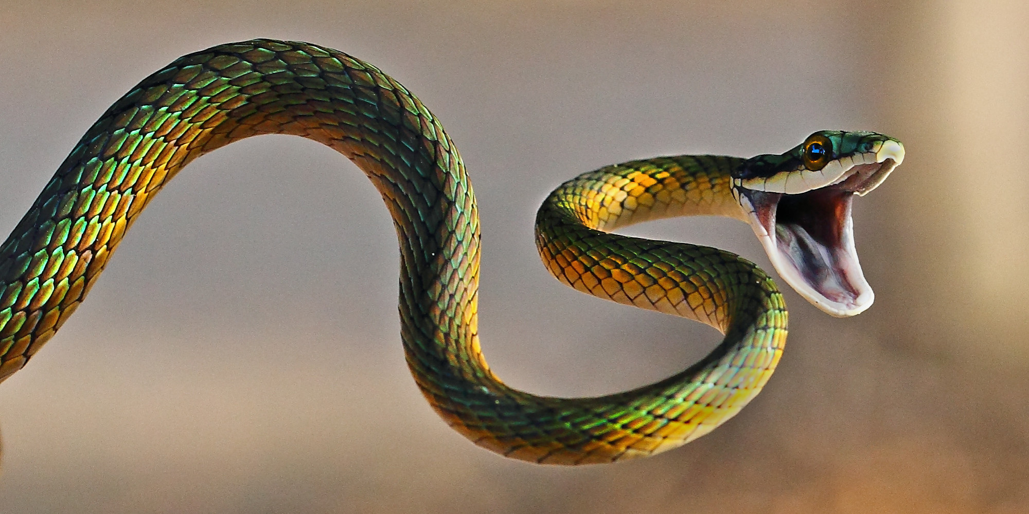 8 Myths About Snakes In India Which Are Believed To Be True Bro4u Blog