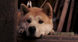 watching hachi