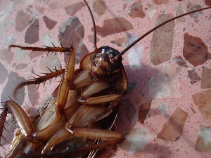 cockroach control service