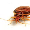 Bed-bugs-pest-control-bangalore