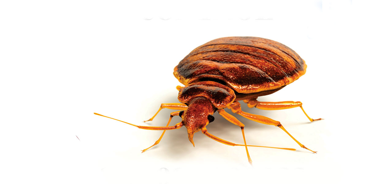 Bed-bugs-pest-control-bangalore