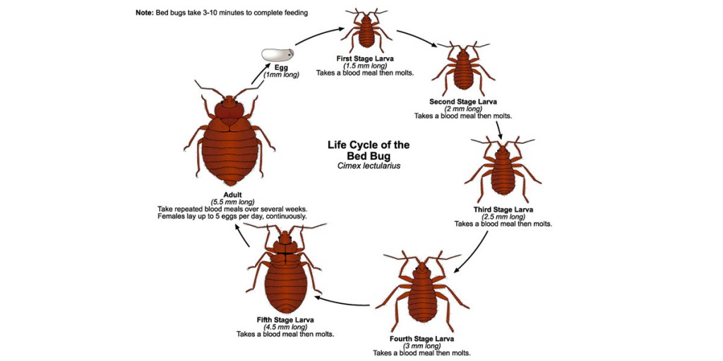 How to get rid of Bed bugs in an effective way - Bro4u Blog