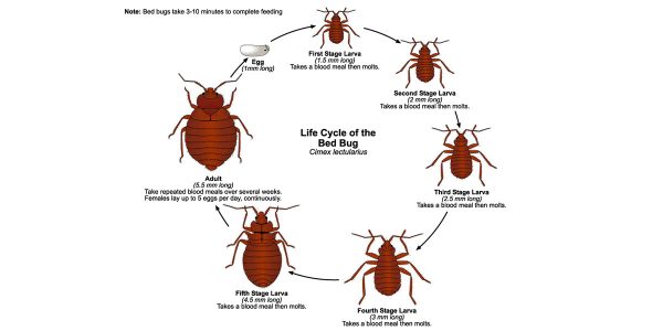 How to get rid of Bed bugs in an effective way - Bro4u Blog