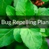 Plants that keep bug away