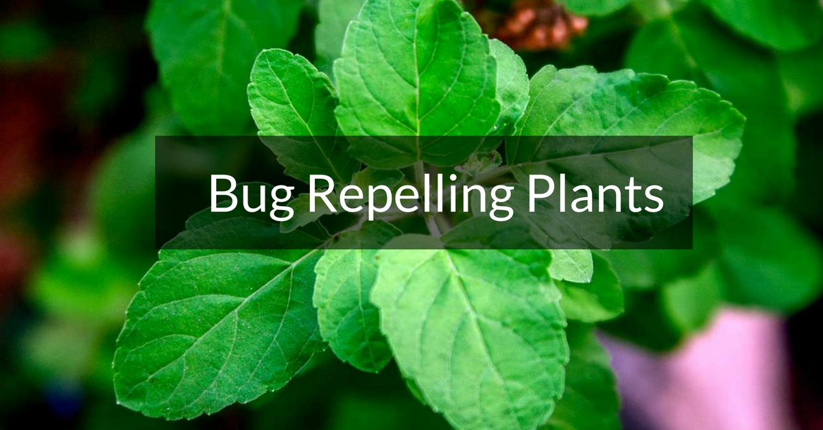 Plants that keep bug away