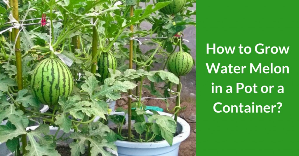 How To Plant Watermelon In Small Space