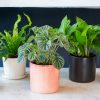 How these Indoor House plants can help you in reducing the stress.