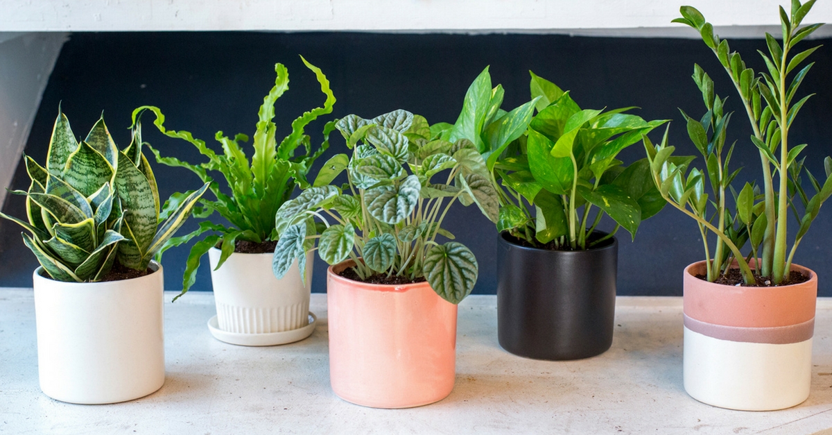 How these Indoor House plants can help you in reducing the stress.