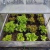 lettuce-gardening