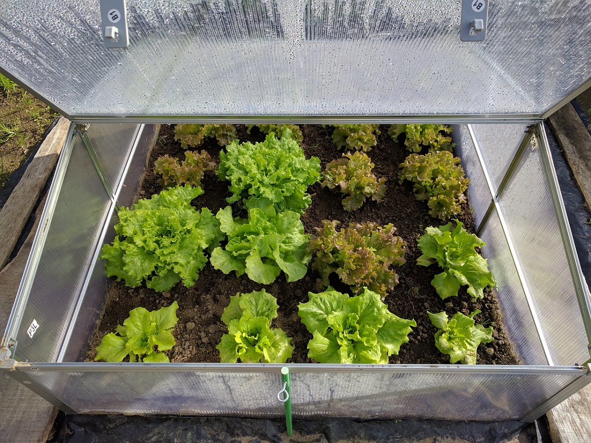 lettuce-gardening