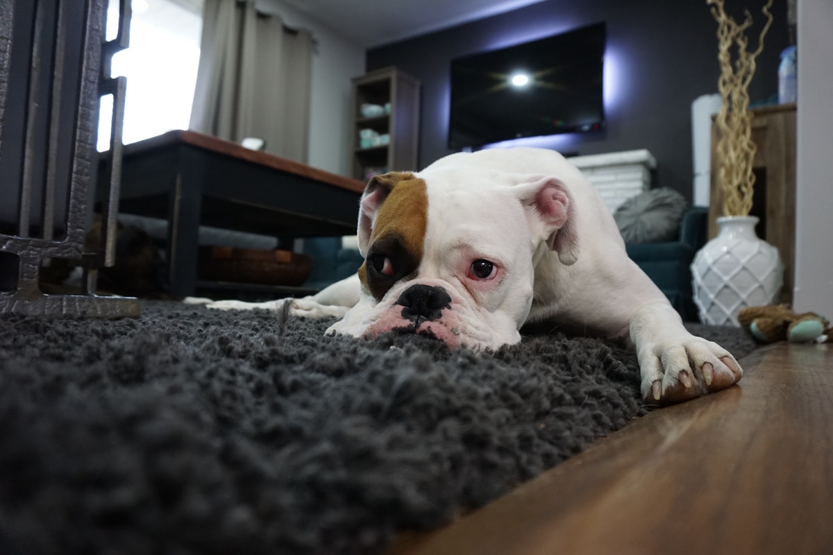 carpet cleaning price dog