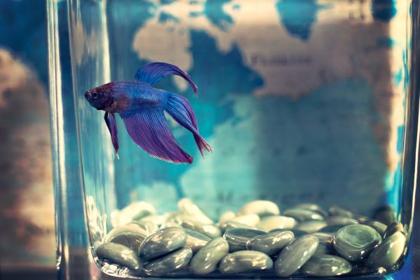 Aquarium Cleaning Price List Rates Cost Packages In India