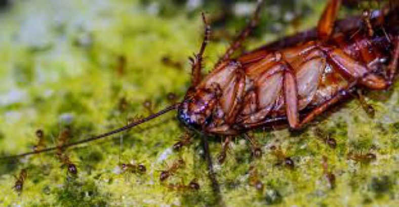 Types of Cockroaches Found In India - Bro4u Blog