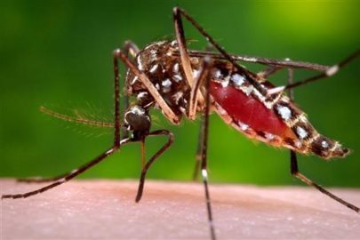 mosquito mosquitoes culex