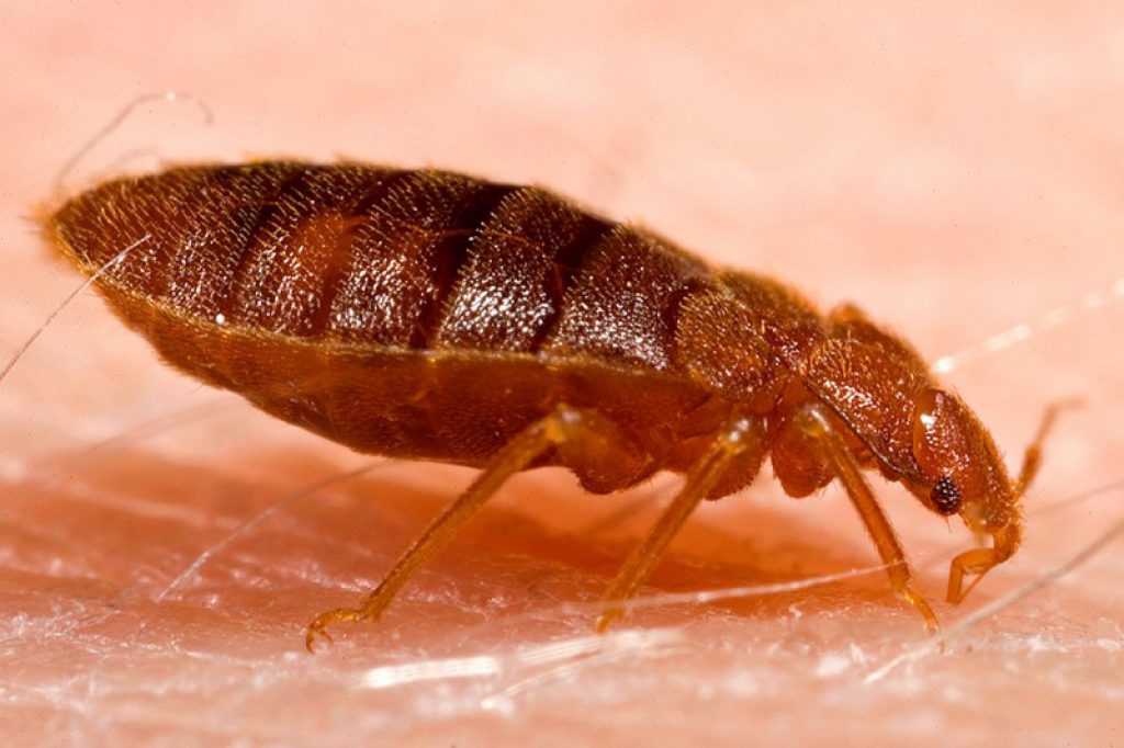 How Do You Get Rid Of Bed Bugs? Bro4u Blog
