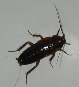 Oriental Cockroach