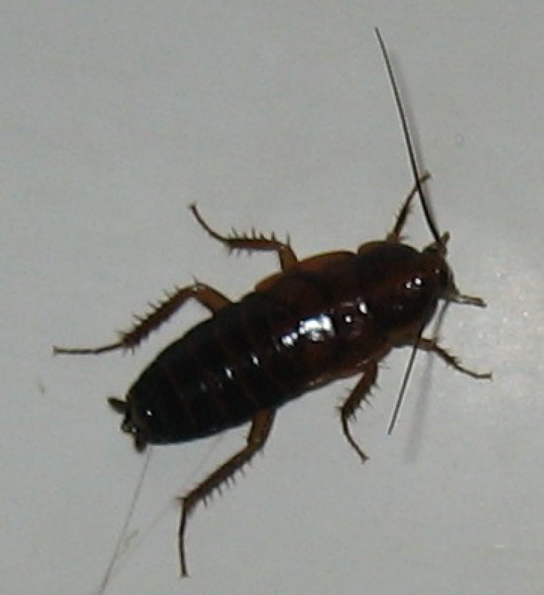 Types of Cockroaches Found In India - Bro4u Blog