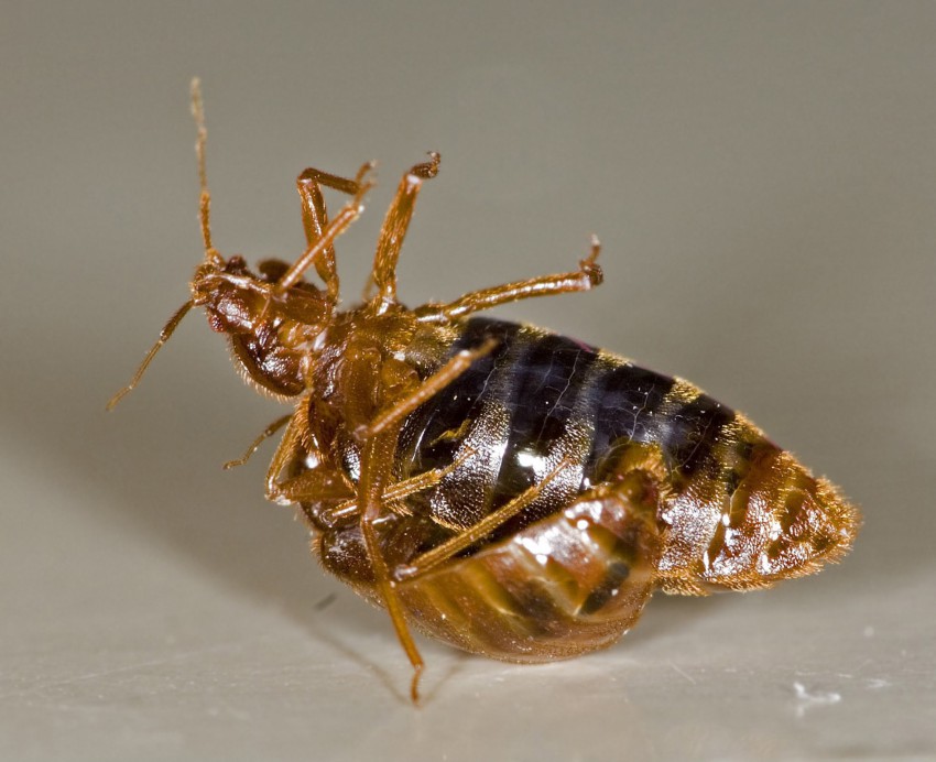 bed bugs spray