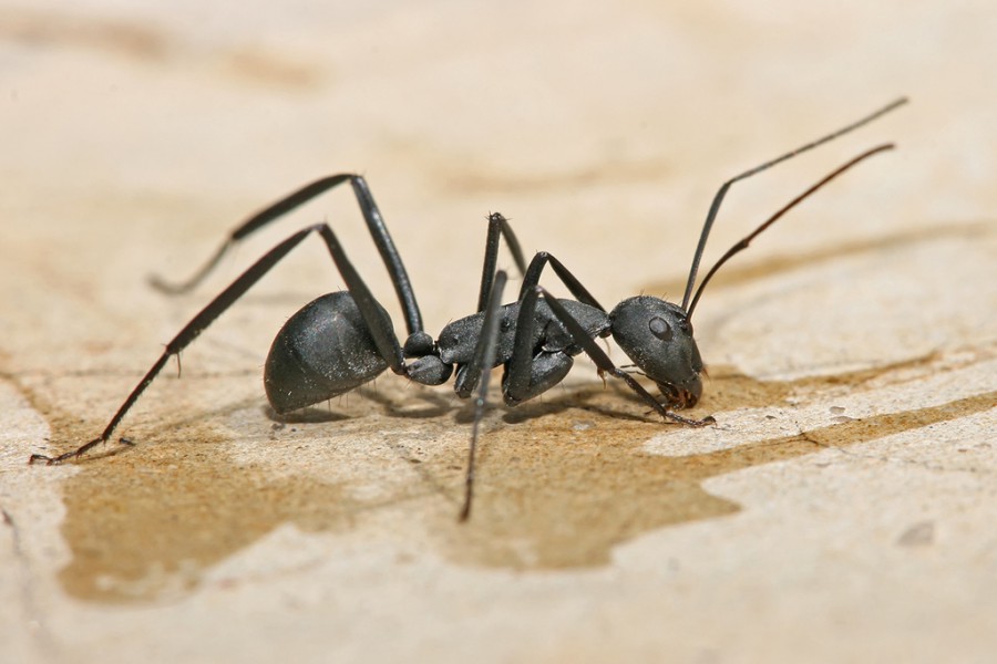 black-carpenter-ant