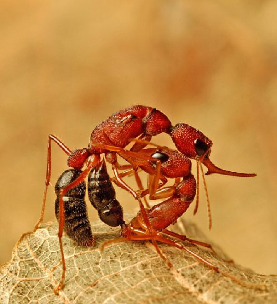 Types of Ants Found In India - Bro4u Blog