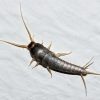 what causes silverfish