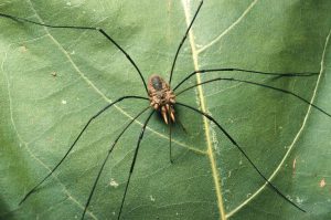 Harvestman Spider