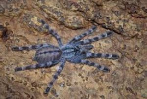 Indian tarantula