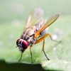 numbing facts about fruit fly