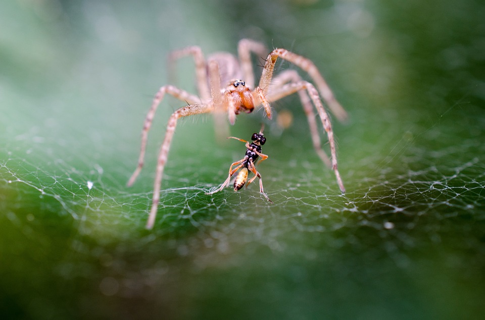 What Does Spider Infestation In A Dream Mean