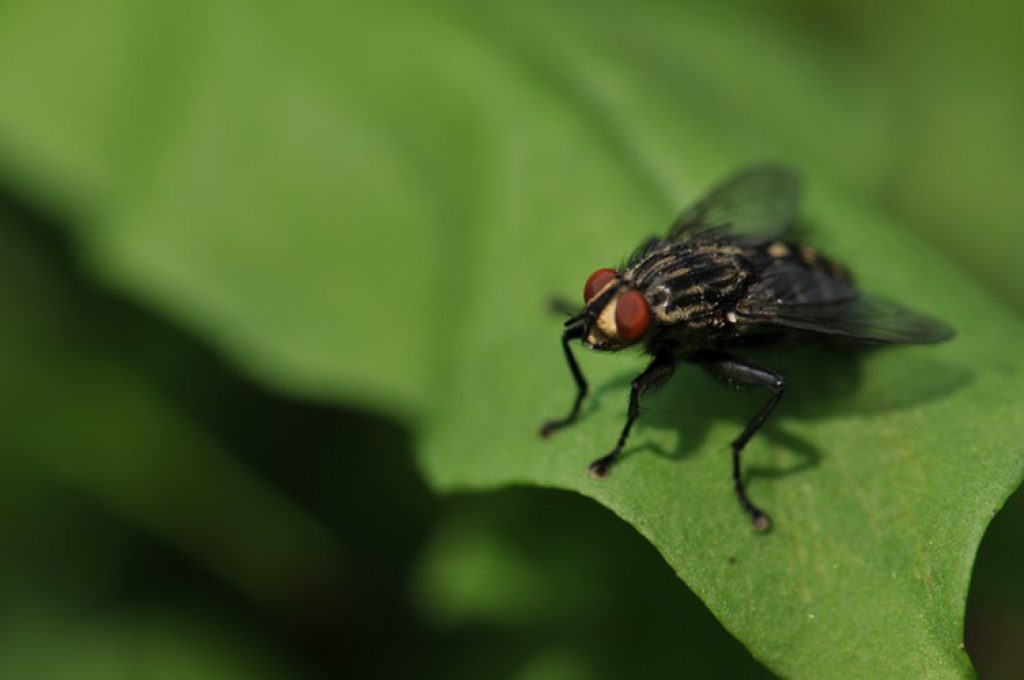 types-of-house-fly-found-in-every-indian-home-bro4u-blog