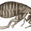 what do fleas look like