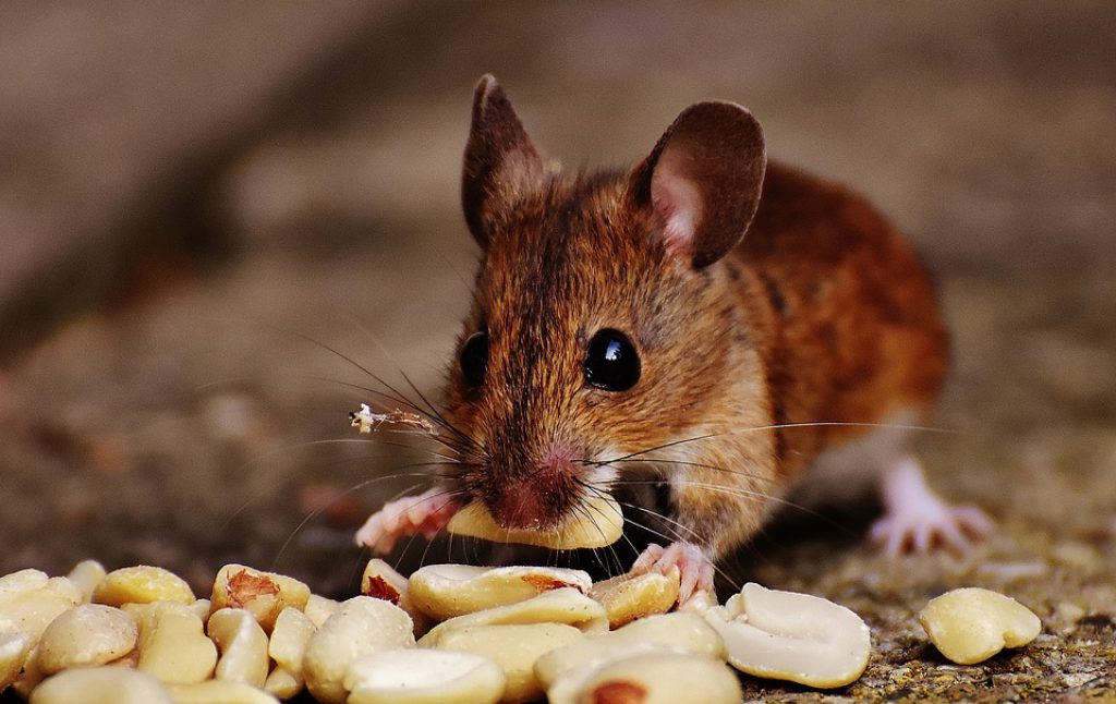 What Do Mice Eat In Your Home Or Office Bro4u Blog