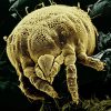 where do mites come from