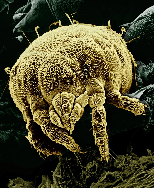 where do mites come from