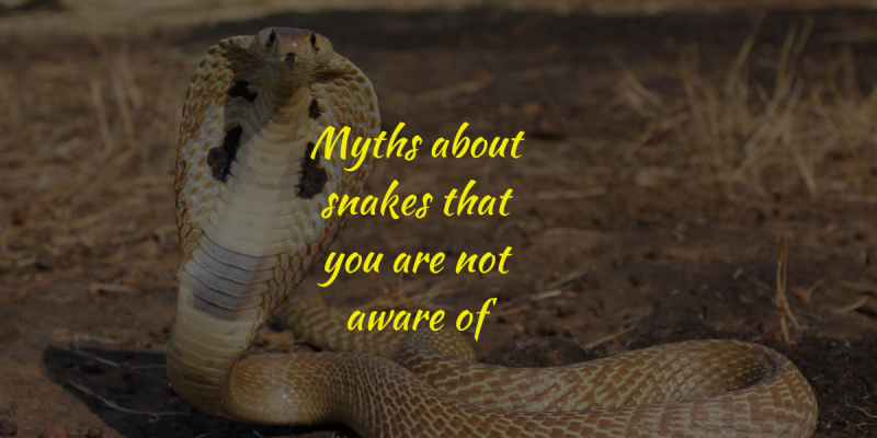 8 myths about Snakes in India which are believed to be true