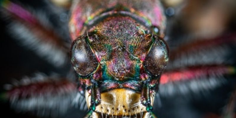 How To Get Rid Of House Fly From House Or Office