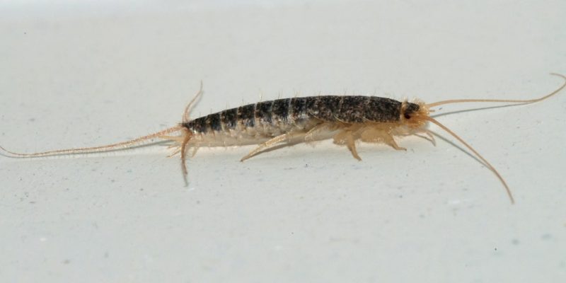 Are Silverfish Harmful?