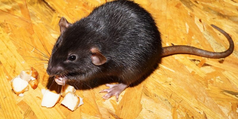 How To Get Rid Of Rats In House Fast?