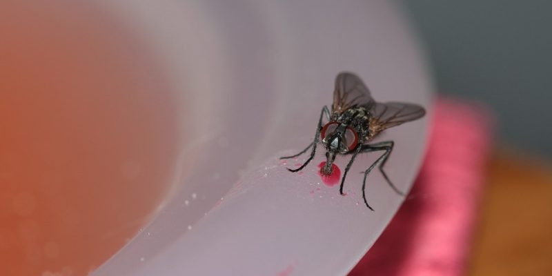 Everything You Need To Know About House Fly