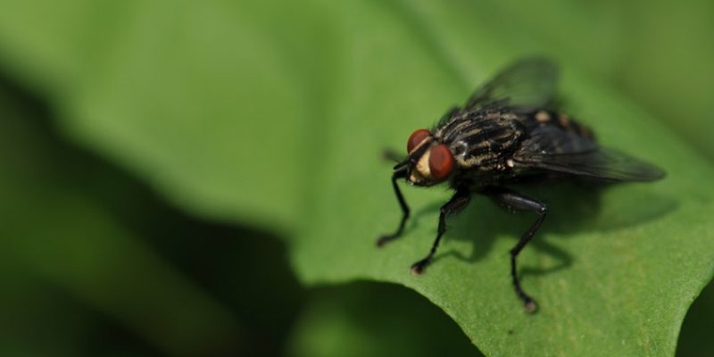 Types of House Fly Found In Every Indian Home