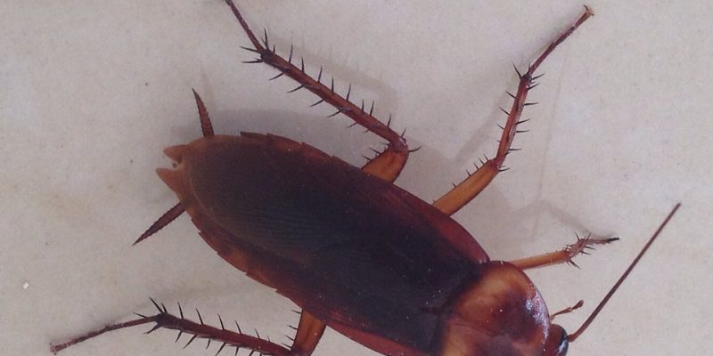 What Kills Cockroaches Instantly?